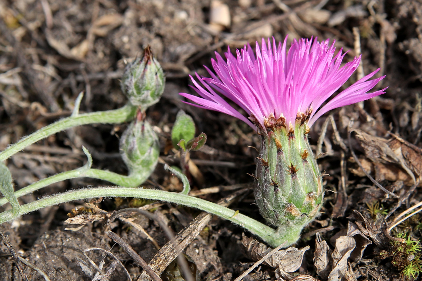 Image of Psephellus sumensis specimen.