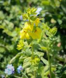 Rhynchocorys elephas