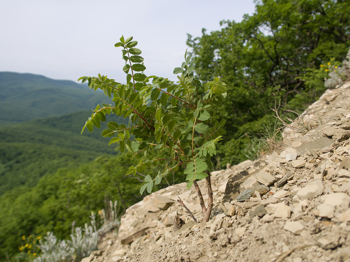 Image of Rhus coriaria specimen.