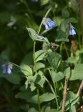 Mertensia pubescens. Верхушка цветущего растения. Камчатский край, Мильковский р-н, пр. борт дол. р. Ср. Авача, ≈ 1000 м н.у.м., верхняя граница леса, поросший ольховником склон сопки. 03.07.2025.