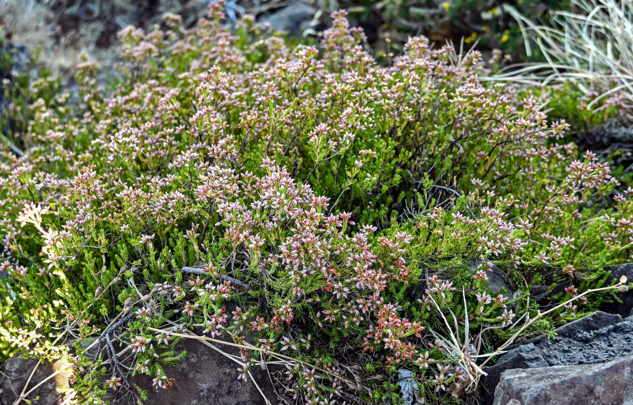 Image of Erica maderensis specimen.