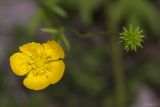 Ranunculus polyanthemos