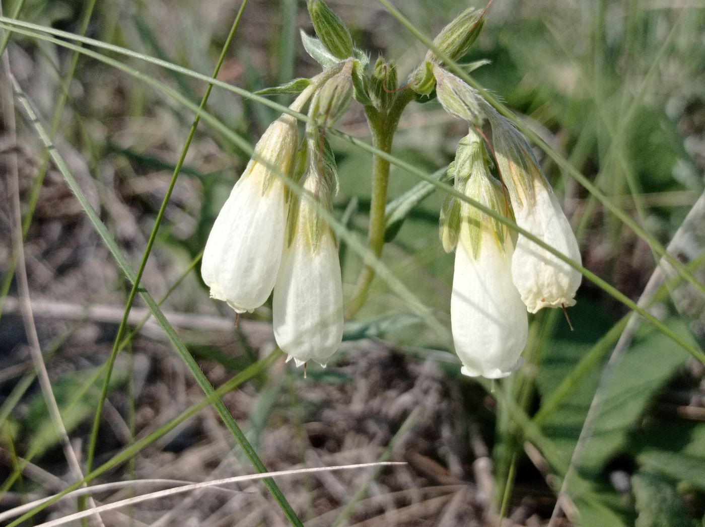 Image of Onosma simplicissima specimen.