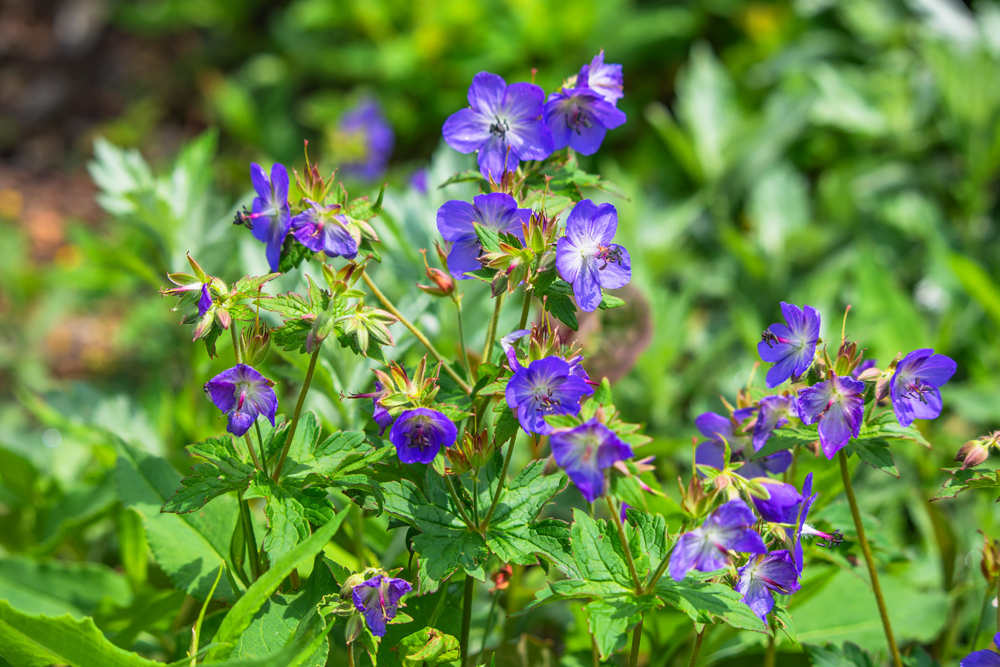 Изображение особи Geranium platyanthum.