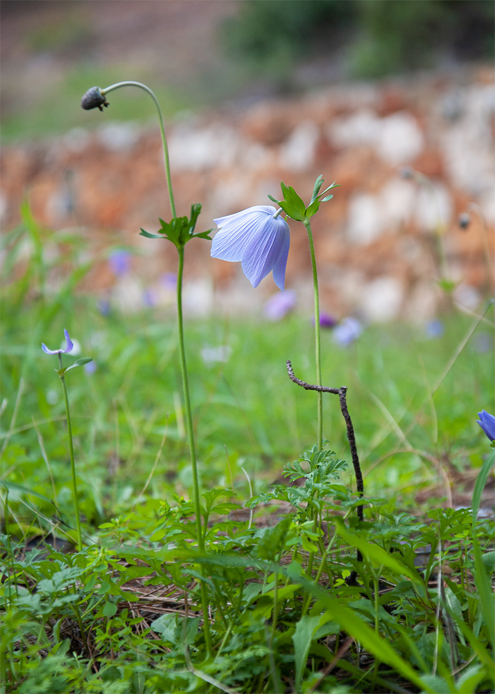 Image of Anemone coronaria specimen.