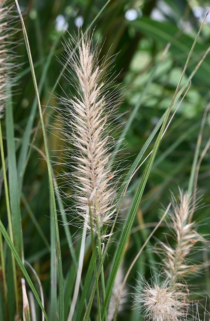 Изображение особи семейство Poaceae.