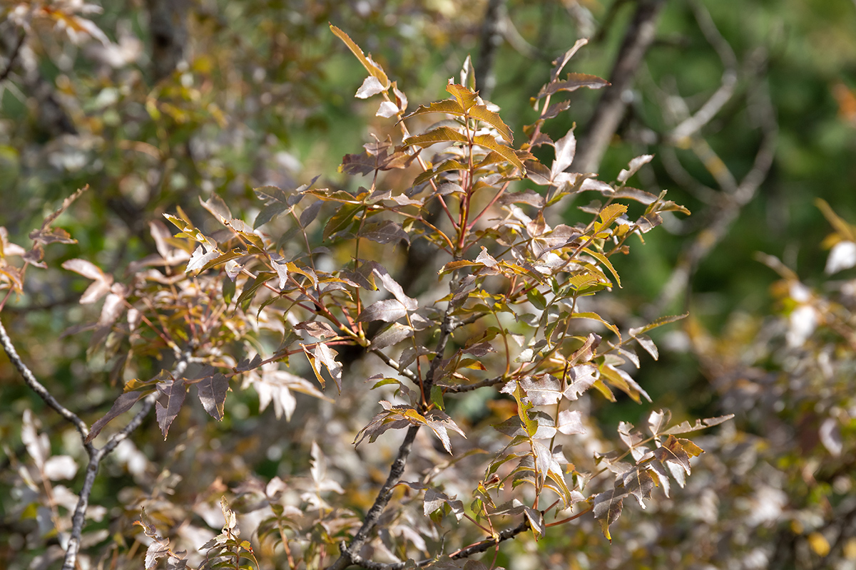 Изображение особи Fraxinus angustifolia ssp. oxycarpa.