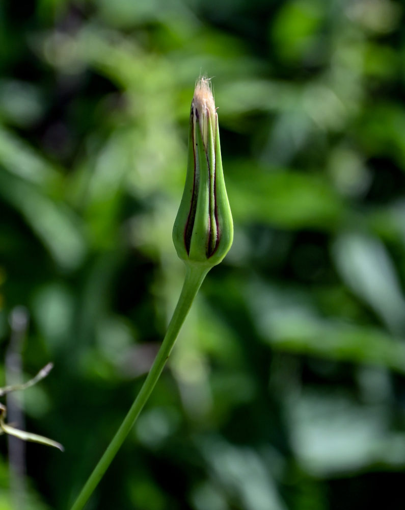 Изображение особи род Tragopogon.