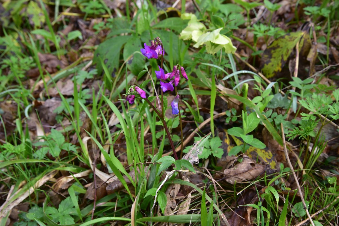 Изображение особи Lathyrus vernus.