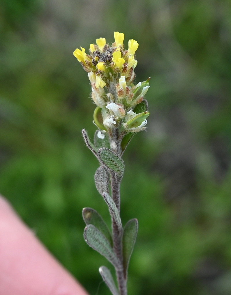 Image of familia Brassicaceae specimen.