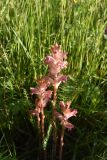 genus Orobanche. Цветущие растения. Чечня, Шаройский р-н, окр. хут. Хочелдой, верхняя часть субальпийского луга над хутором. 3 июля 2024 г.
