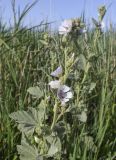 Althaea officinalis. Верхушка зацветающего растения. Испания, Каталония, пров. Жирона, комарка Баш Эмпорда, муниципалитет Пальс, бровка оросительного канала заросшего Phragmites australis. 21.06.2026.