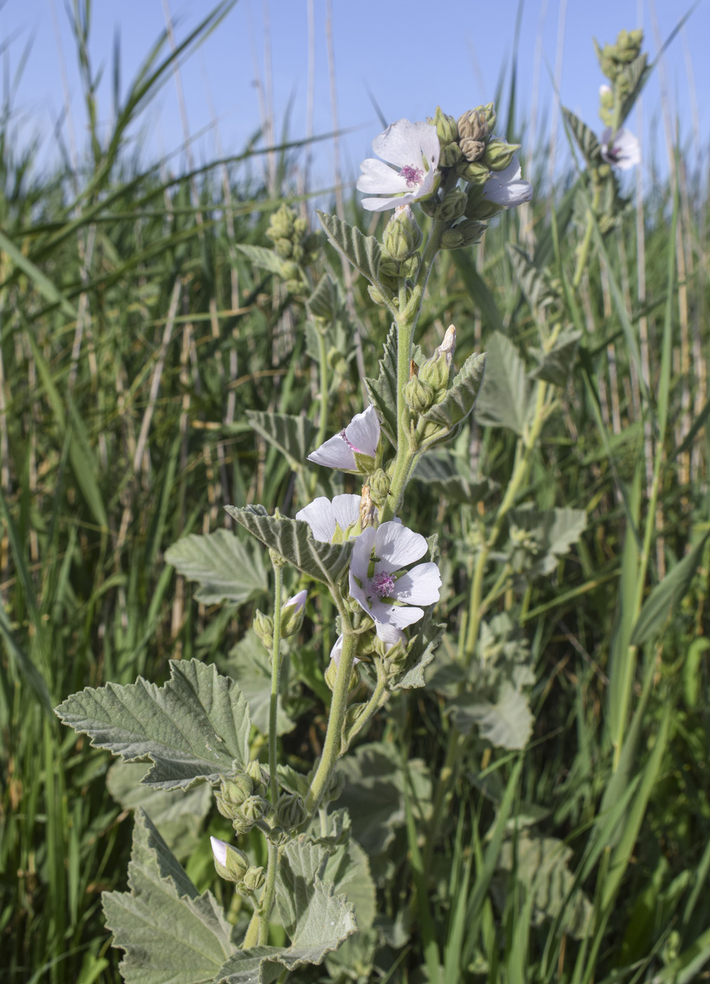 Изображение особи Althaea officinalis.