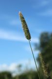 Phleum pratense. Верхушка побега с отцветшим соцветием. Санкт-Петербург, Кировский р-н, озеленение бульвара, край цветника. 01.07.2026.