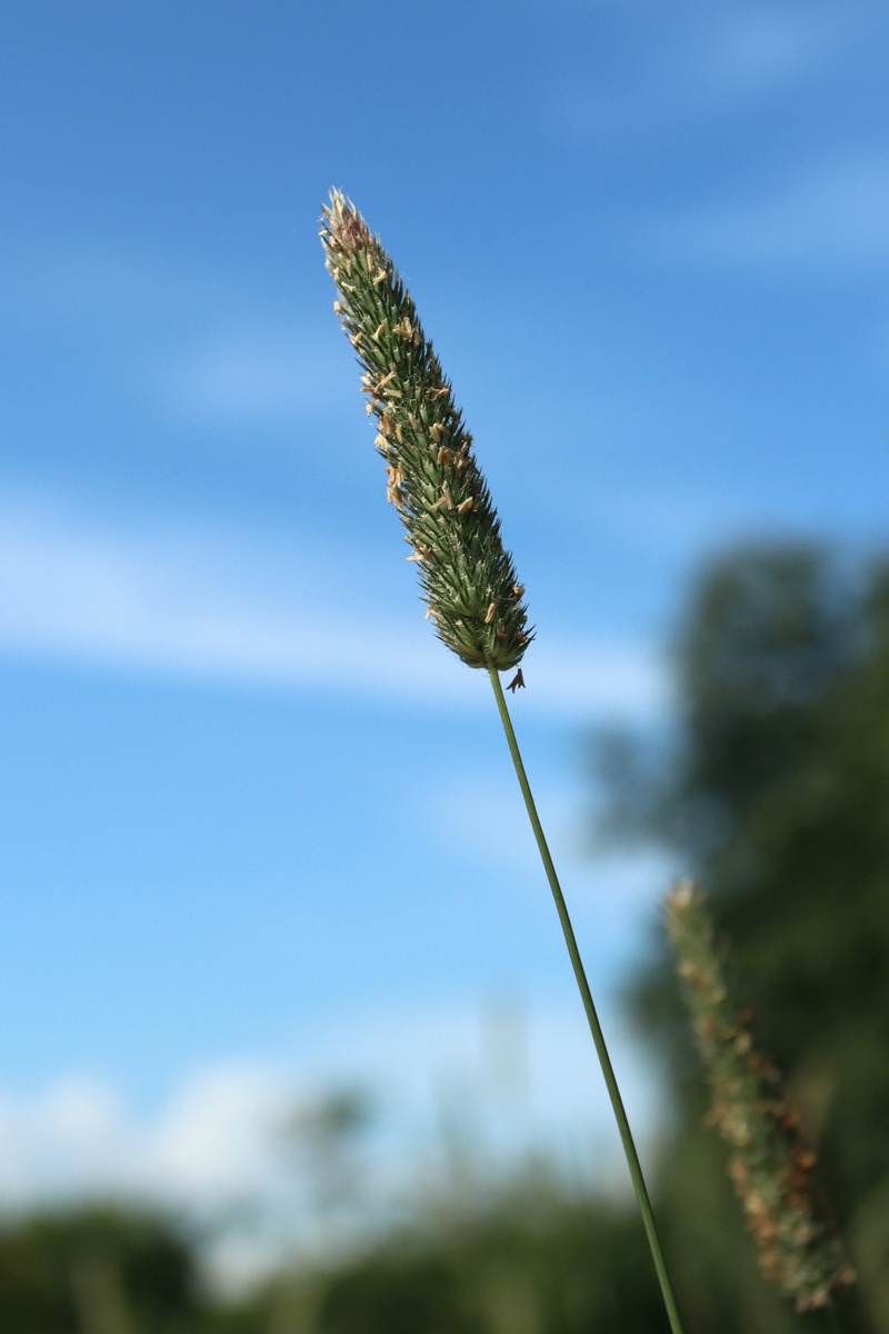 Изображение особи Phleum pratense.