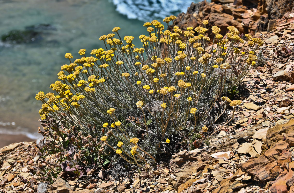 Image of Helichrysum stoechas specimen.