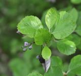 семейство Rosaceae