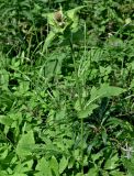 Cirsium oleraceum. Цветущее растение. Московская обл., Сергиево-Посадский гор. округ, верховья р. Воря, опушка смешанного леса. 22.08.2026.