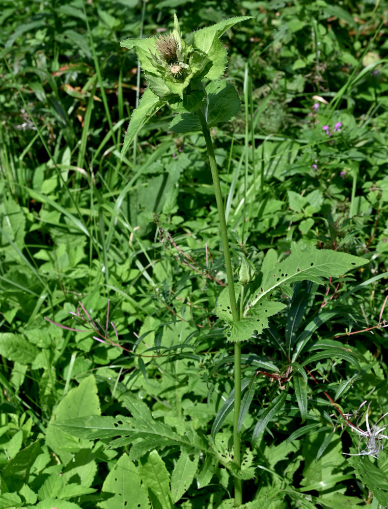 Image of Cirsium oleraceum specimen.