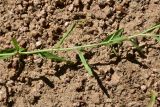 unknown species. Часть побега. Турция, ил Артвин, окр. храма Отхта, луг. 13 июня 2026 г.