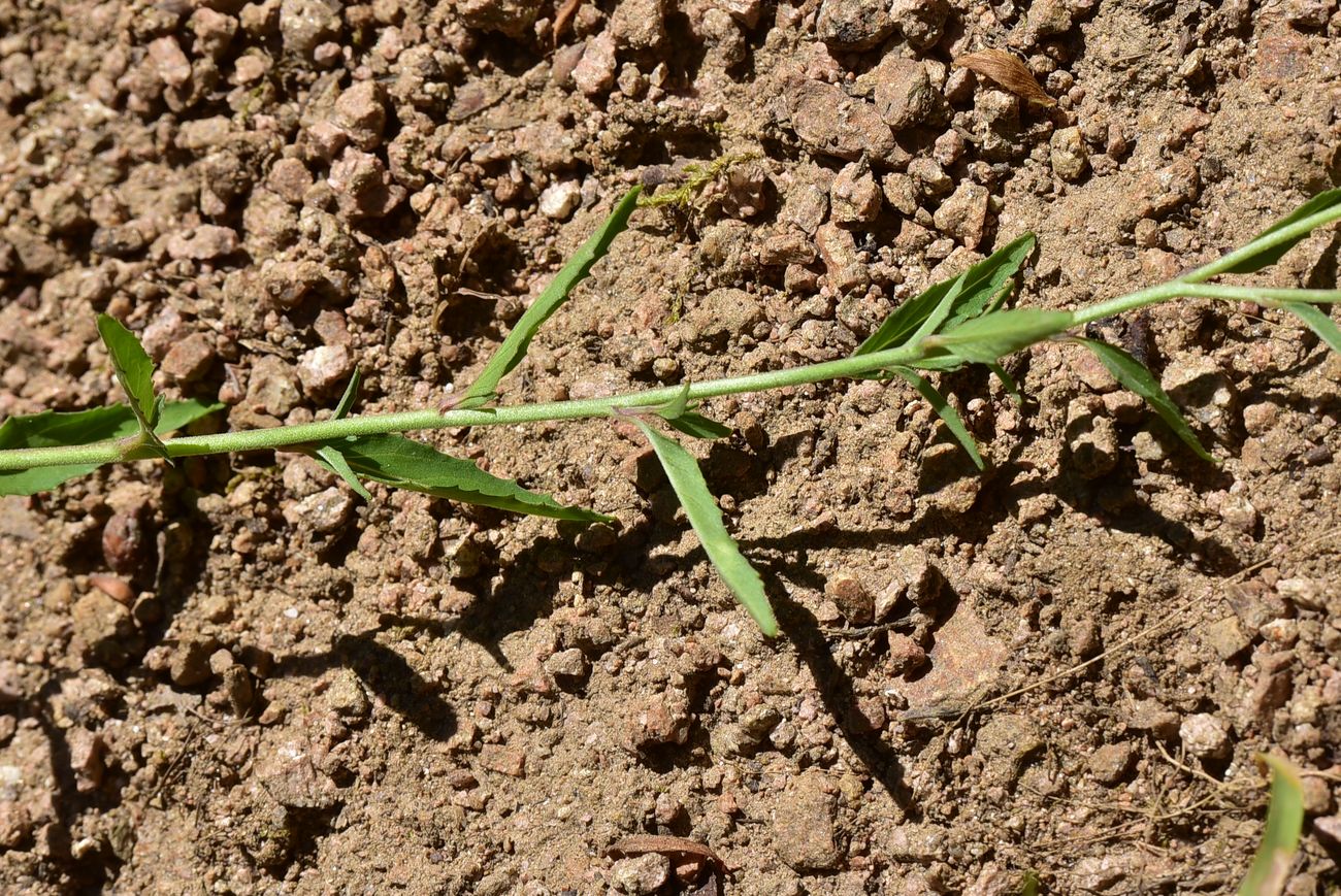 Image of Unknown species specimen.