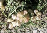 Astragalus masenderanus. Соплодия. Кыргызстан, Нарынская обл., Ак-Талинский р-н, 14 км к юго-западу от с. Кош-Дёбё, р. Бычан. ~ 2600 м н.у.м., каменистый склон. 07.07.2026.