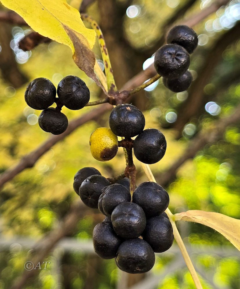 Изображение особи Phellodendron amurense.