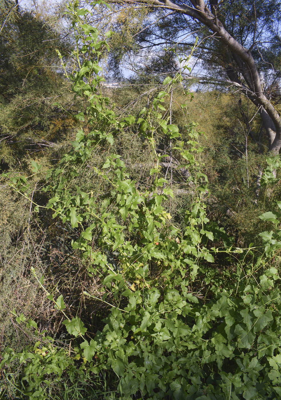 Image of Bryonia dioica specimen.