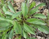 Solidago virgaurea