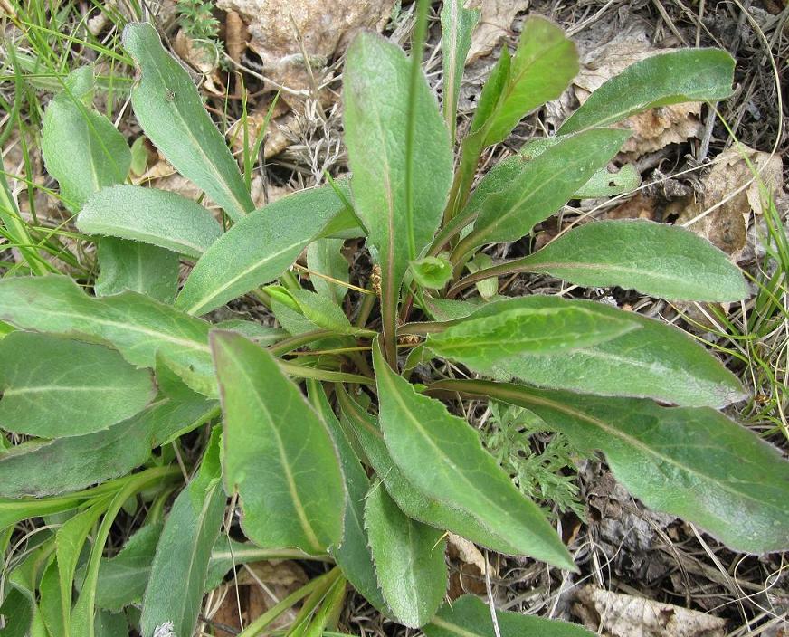 Image of Solidago virgaurea specimen.