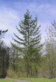 Larix gmelinii