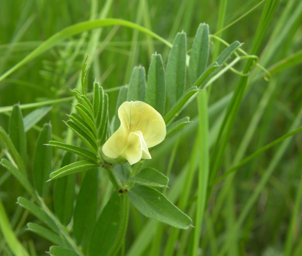 Image of Vicia grandiflora specimen.