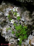 Saxifraga irrigua. Цветущее на камнях растение. Крым, горы между Приветным и Белогорском, Чёртовы ворота. 12 мая 2011 г.