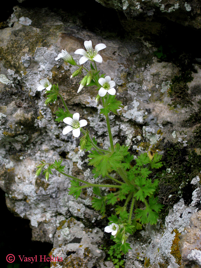 Изображение особи Saxifraga irrigua.