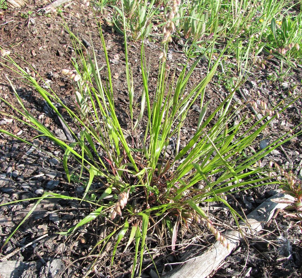 Image of Melica nutans specimen.