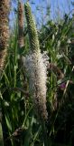 Plantago urvillei