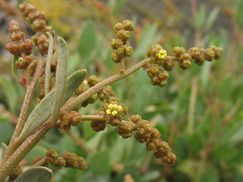 Image of Halimione portulacoides specimen.