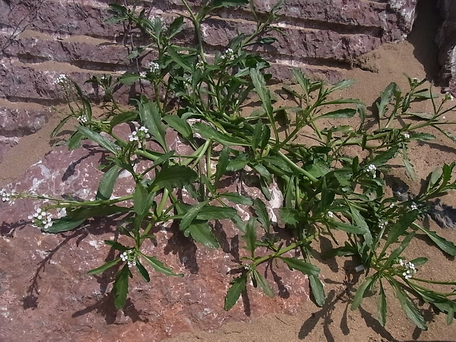 Image of genus Cakile specimen.