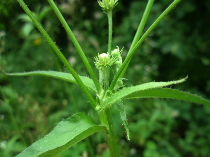 Изображение особи Picris hieracioides.