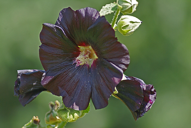 Image of Alcea rosea specimen.