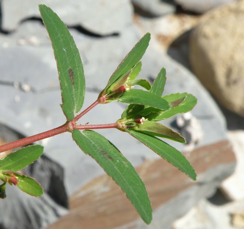 Image of Euphorbia nutans specimen.