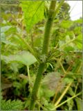Urtica dioica
