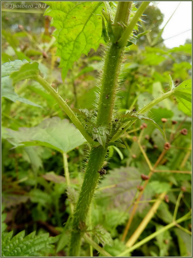 Image of Urtica dioica specimen.