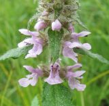 Stachys aspera. Нижняя часть соцветия. Читинская обл. Окрестности с. Нерчинский Завод. 28.07.2011.