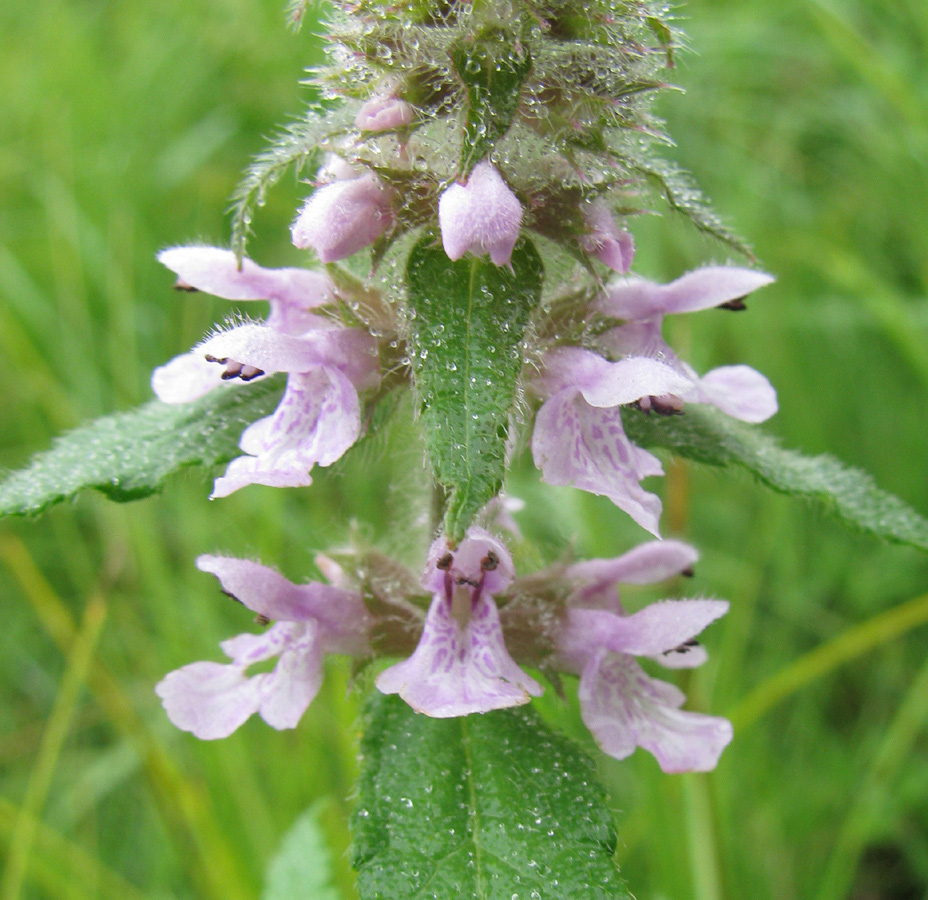 Image of Stachys aspera specimen.