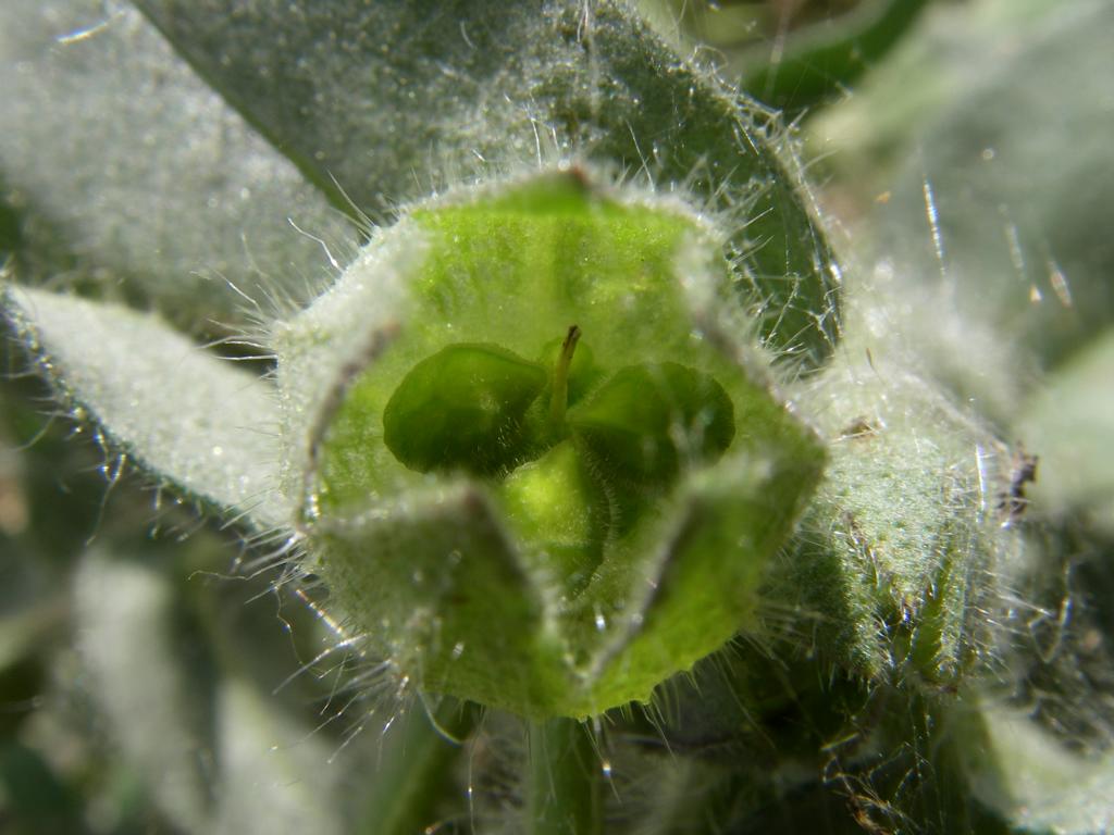 Image of Nonea rossica specimen.