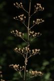 Scrophularia nodosa