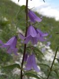 Campanula rapunculoides