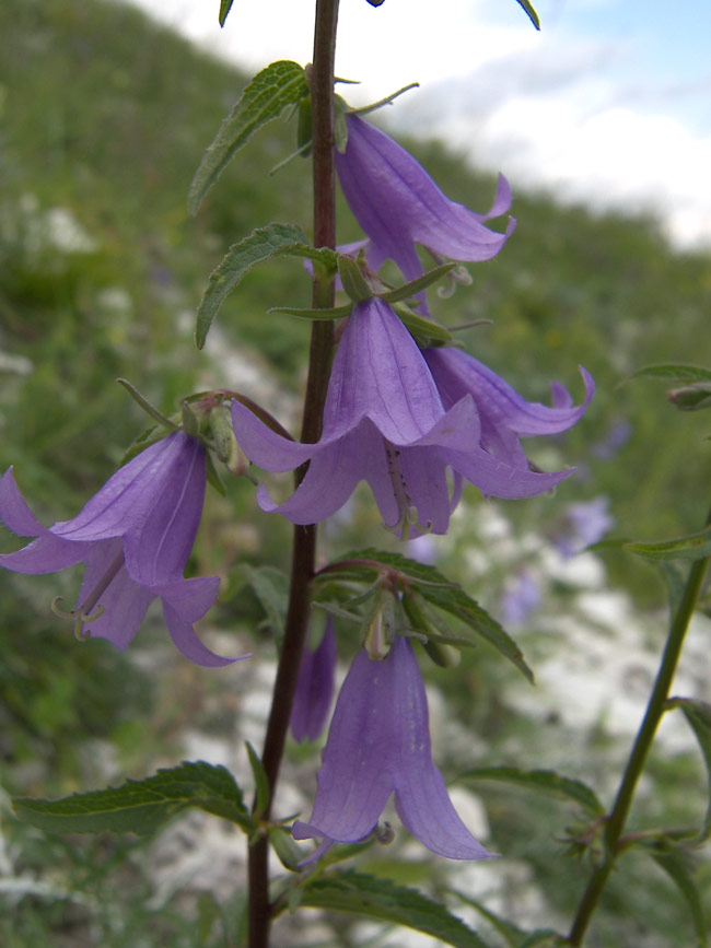 Image of Campanula rapunculoides specimen.