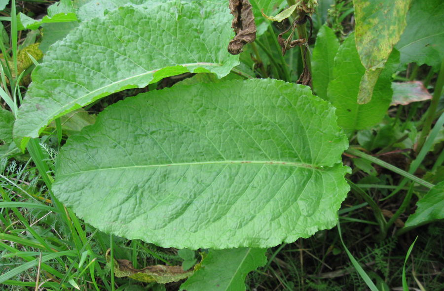 Image of Rumex sylvestris specimen.